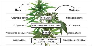 The cannabis plant with a diagram explaining the difference between Hemp and Marijuana
